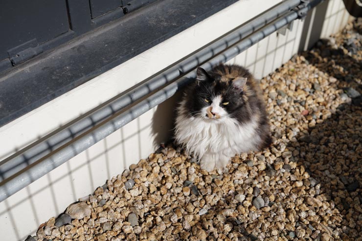 Leica SL3-S 作例：野良猫