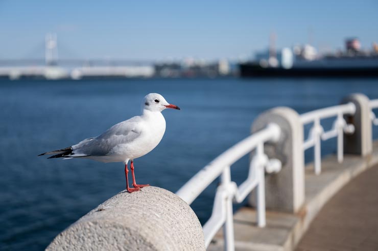 Leica SL3-S 作例：ユリカモメ