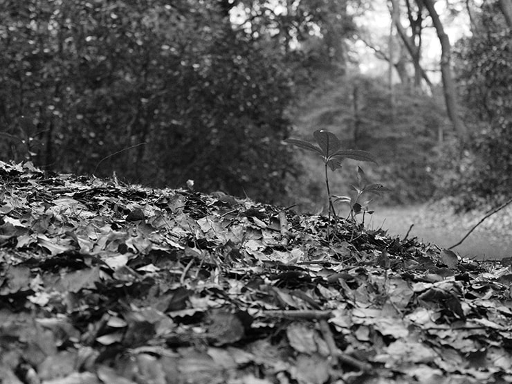 FUJIFILM GFX100RF 作例：モノクロで撮影した落ち葉