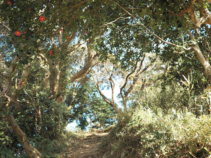 OM SYSTEM OM-3作例：ヤブツバキのトンネル