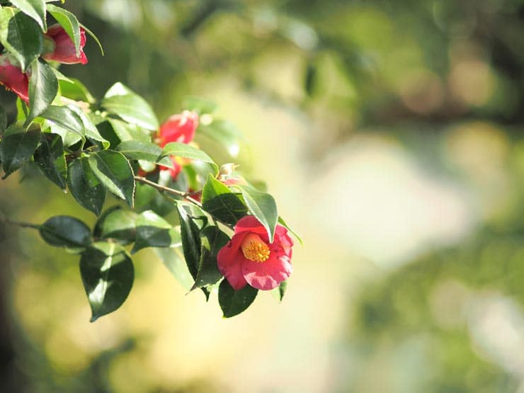 OM SYSTEM OM-3作例：ヤブツバキの花