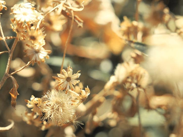 OM SYSTEM OM-3作例：夕日に輝く冬枯れの花