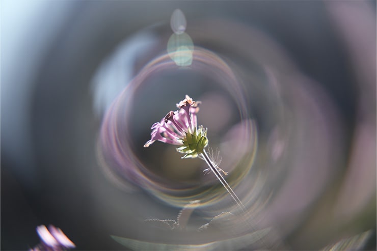 Kenko レインボーハロを使用した作例