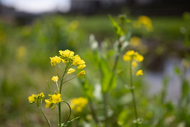 描写力を比較した画像：NIKKOR Z 35mm f/1.8 Sで撮影
