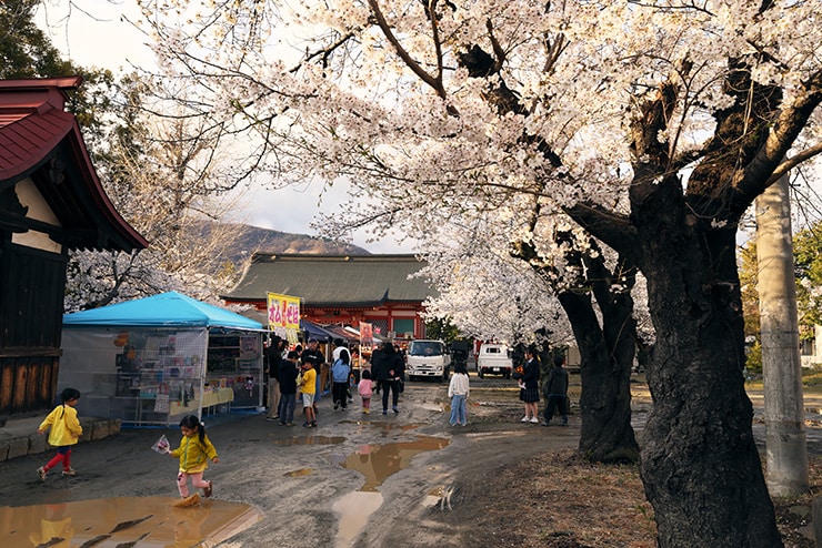 Canon RF16-28mm F2.8 IS STMの作例：神社と桜