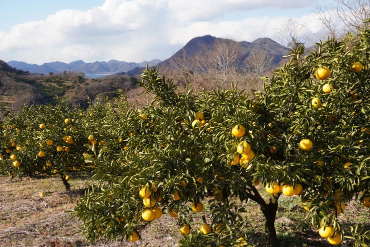 SIGMA 16-300mm F3.5-6.7 DC OS | Contemporaryの作例：柑橘類の木