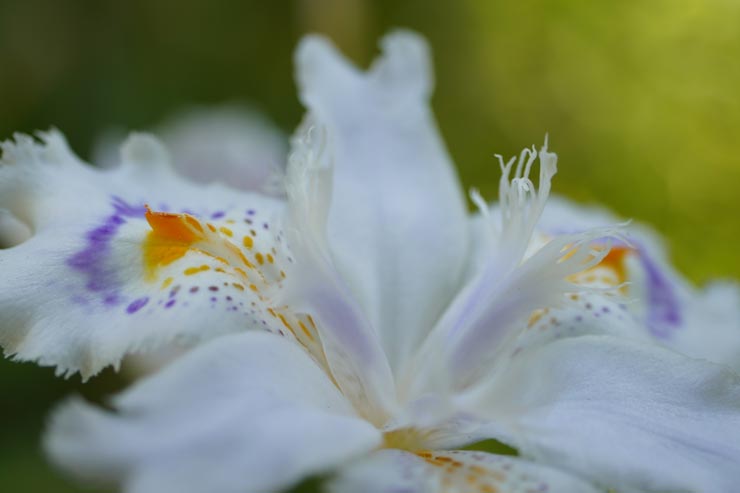 SIGMA 16-300mm F3.5-6.7 DC OS | Contemporaryの作例：白いアヤメ科の花（シャガ）