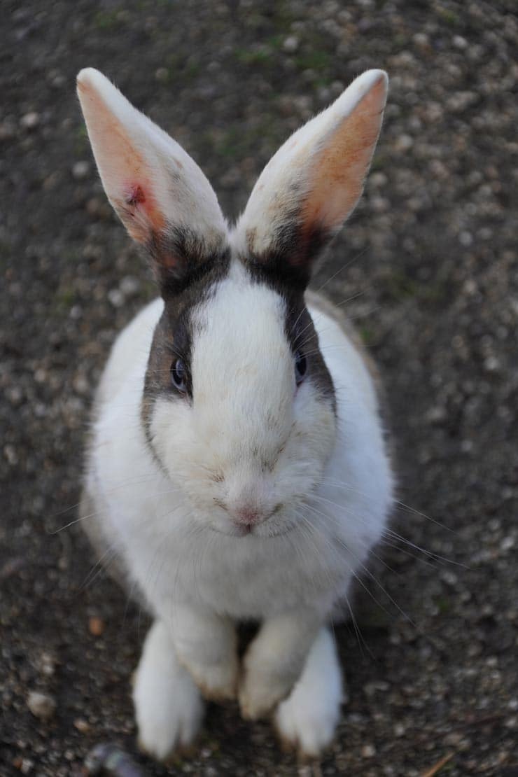 SIGMA 16-300mm F3.5-6.7 DC OS | Contemporaryの作例：正面を向いたうさぎ