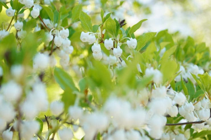 SIGMA 16-300mm F3.5-6.7 DC OS | Contemporaryの作例：白い小さな花（ドウダンツツジ）