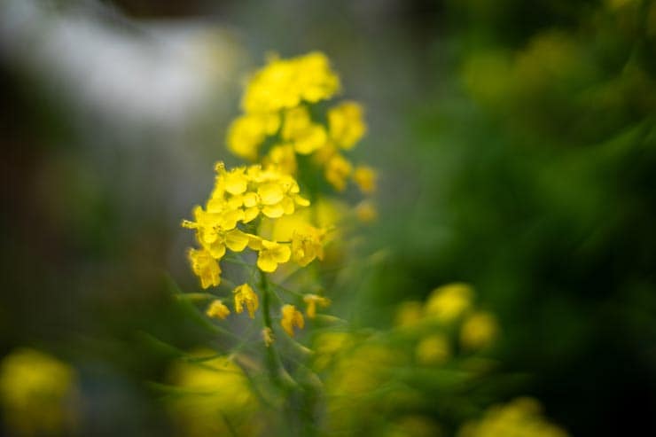 Leica ズミルックスM f1.4/50mmの作例：菜の花