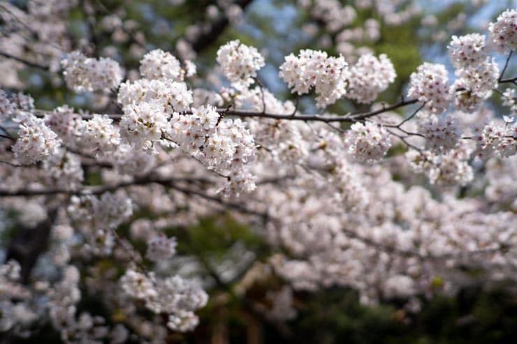 Leica ズミルックスM f1.4/50mmの作例：桜