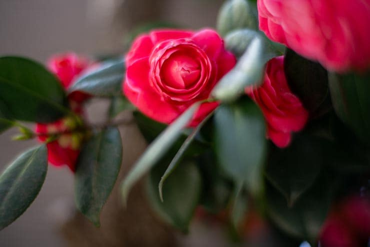 Leica ズミルックスM f1.4/50mmの作例：椿の花