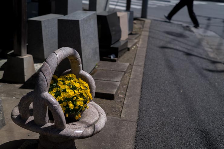 Leica ズミルックスM f1.4/50mmの作例：黄色い花のある住宅地の道