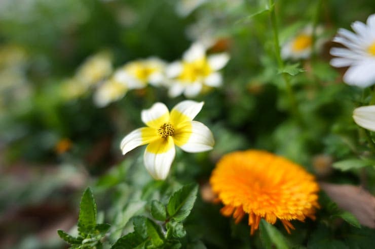 SONY FE 16mm F1.8 G作例：近接で撮影した花