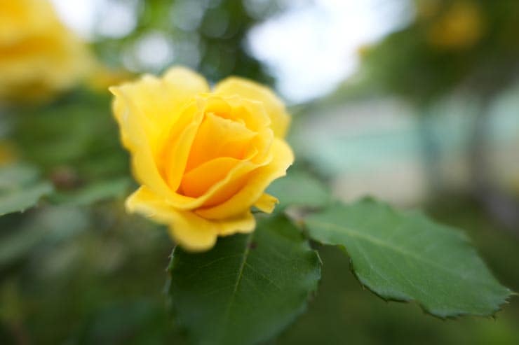 SONY FE 16mm F1.8 G作例：黄色いバラ