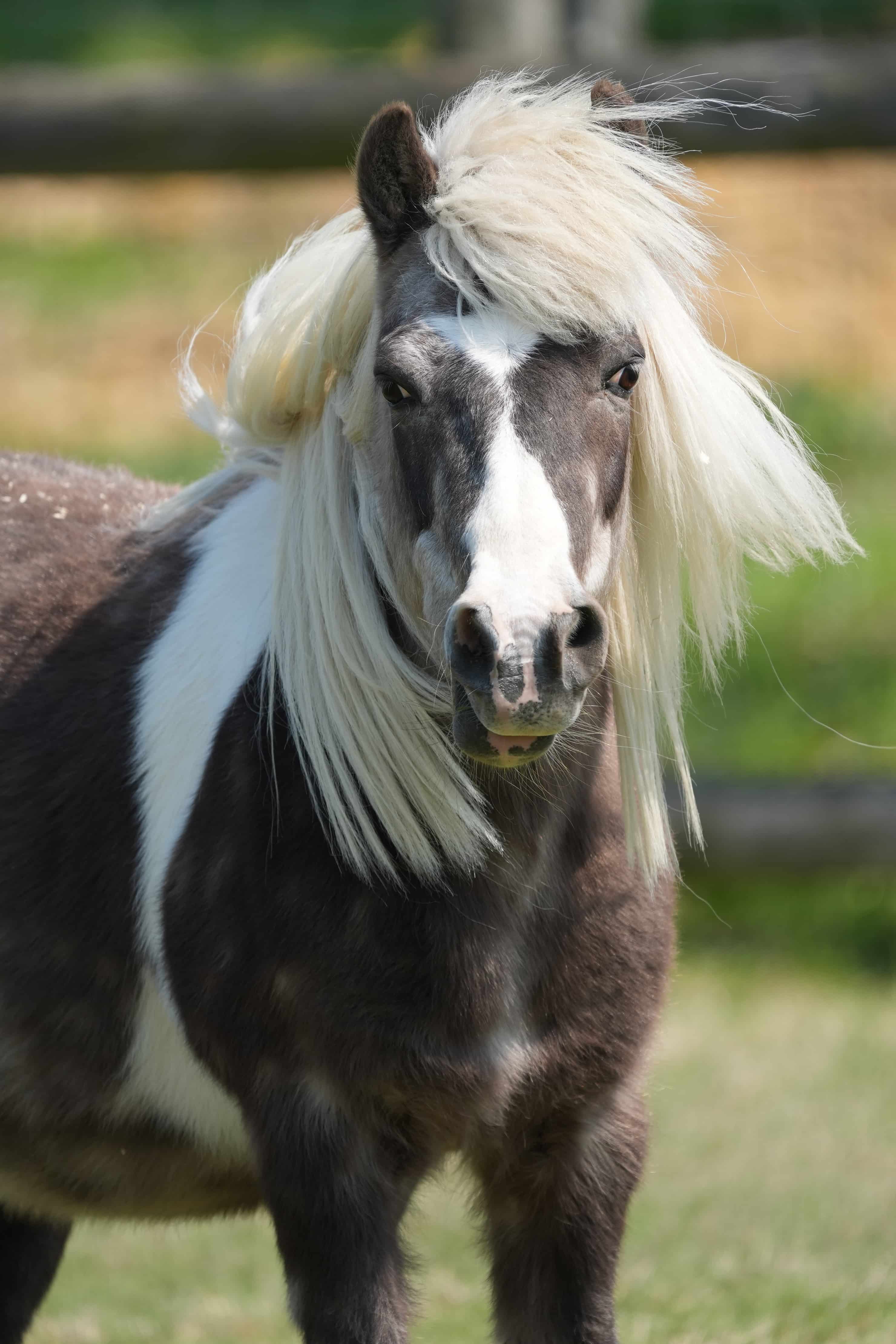 SONY FE 400-800mm F6.3-8 G OSS 実写レビュー×写真家 桃井一至 | 視覚