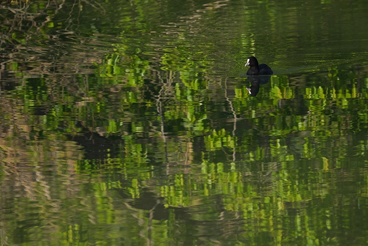 SONY FE 400-800mm F6.3-8 G OSS 作例：オオバン