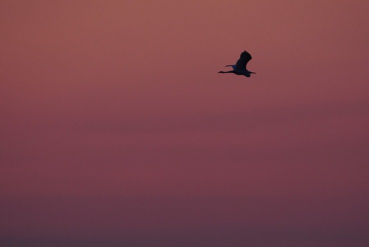 SONY FE 400-800mm F6.3-8 G OSS 作例：夕陽と鳥