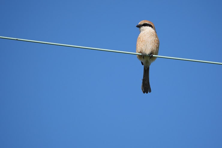 SONY FE 400-800mm F6.3-8 G OSS 作例：青空とモズ