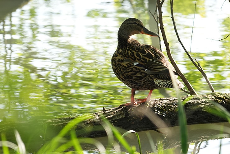 SONY FE 400-800mm F6.3-8 G OSS 作例：水辺のカモ