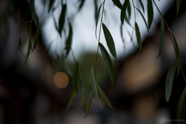 Voigtlander NOKTON 50mm F1.2 Aspherical II VM  作例：風に揺れる柳