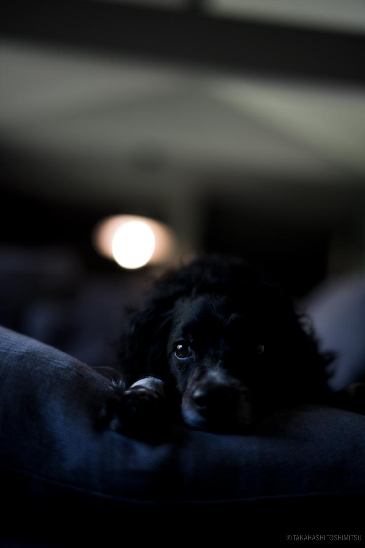 Voigtlander NOKTON 50mm F1.2 Aspherical II VM  作例：黒い犬
