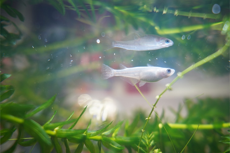 水中にいるメダカの画像