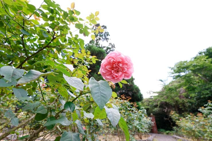 Canon PowerShot V1 作例：桃色のバラの花