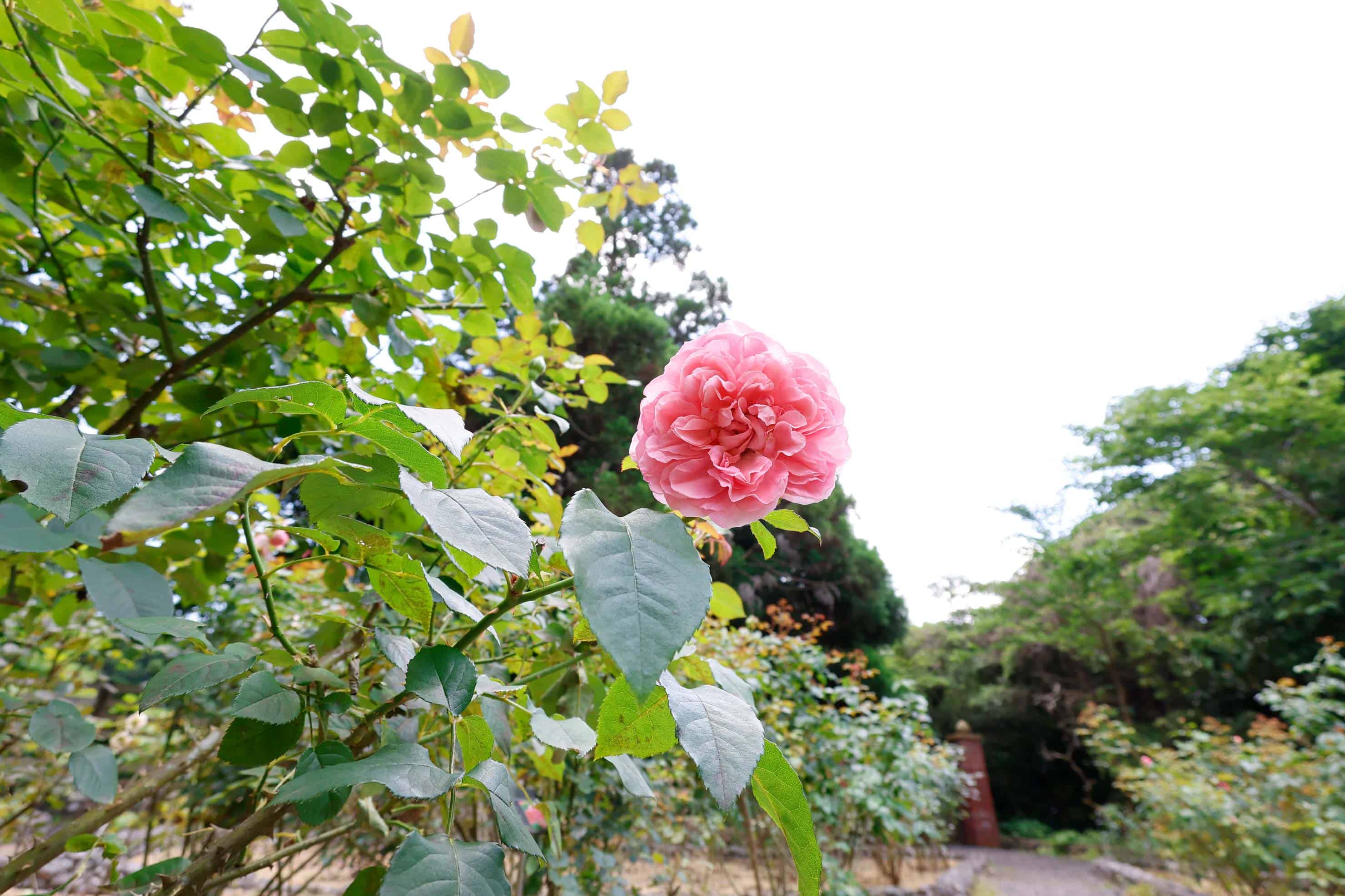 Canon PowerShot V1 実写レビュー × 写真家 金森玲奈 | スマホ撮影から