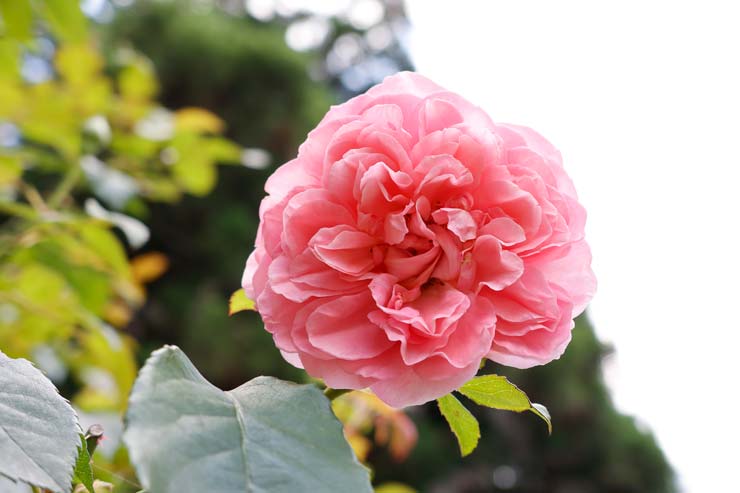 Canon PowerShot V1 作例：桃色のバラの花のアップ