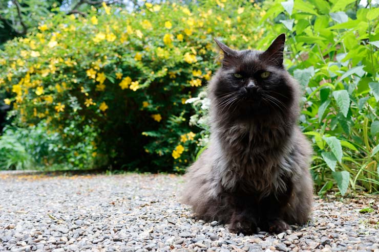 Canon PowerShot V1 作例：長毛の黒猫のいる庭