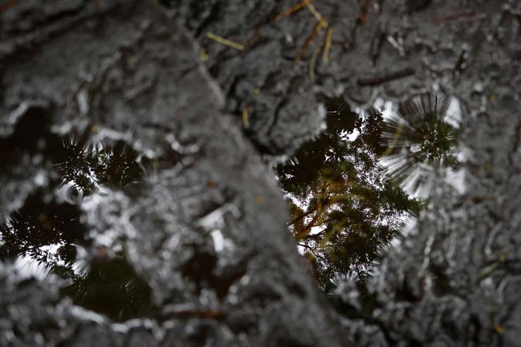 Canon PowerShot V1 作例：石段のくぼみの水たまりの映り込み