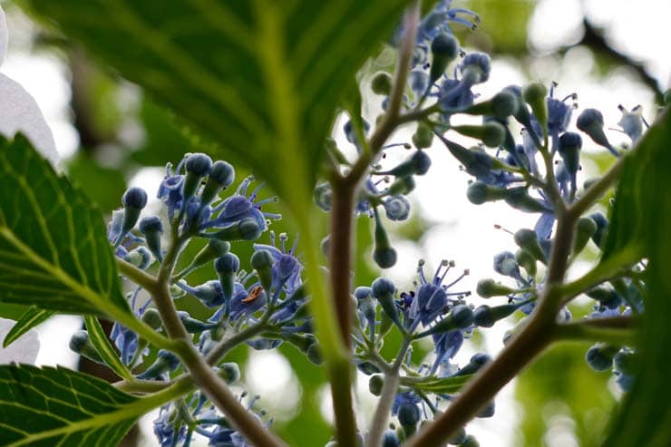 Canon PowerShot V1 作例：ガクアジサイの蕾