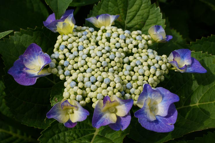 Panasonic LUMIX S1II 作例：紫陽花の花