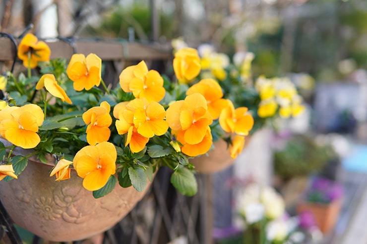 オレンジ色の花の画像