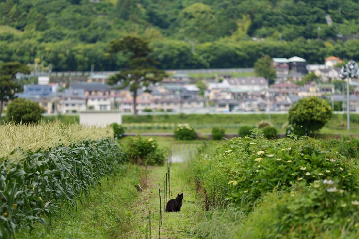 Panasonic LUMIX S1IIE 作例：畑の中にたたずむ黒猫