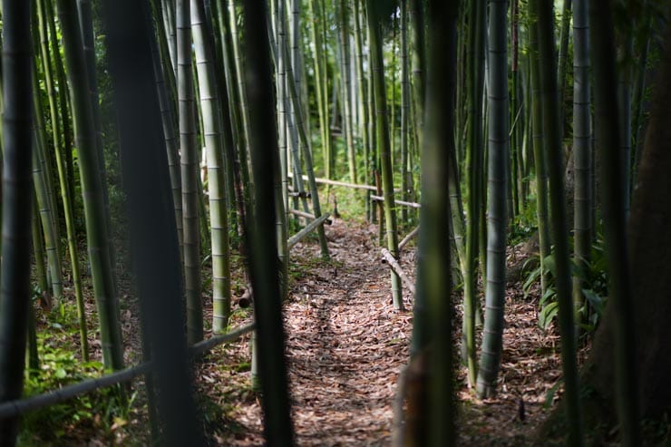 Panasonic LUMIX S1IIE 作例：竹林