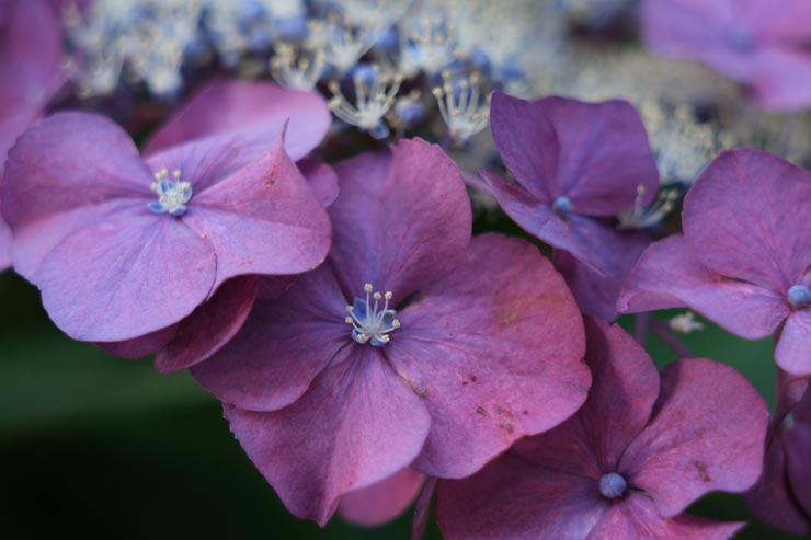 Sigma 17-40mm F1.8 DC | Art 作例：紫陽花