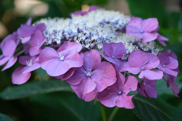 FUJIFILM XF16-55mm F2.8 R LM WR II 作例：紫陽花