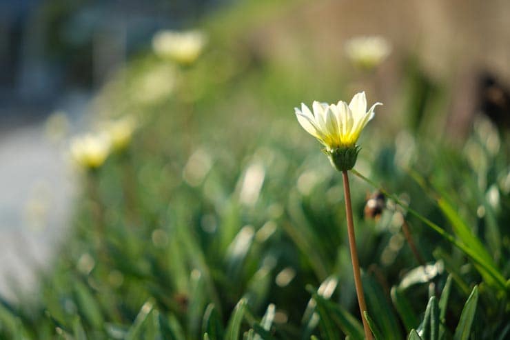 Sigma 17-40mm F1.8 DC | Art 作例：道端の白い花