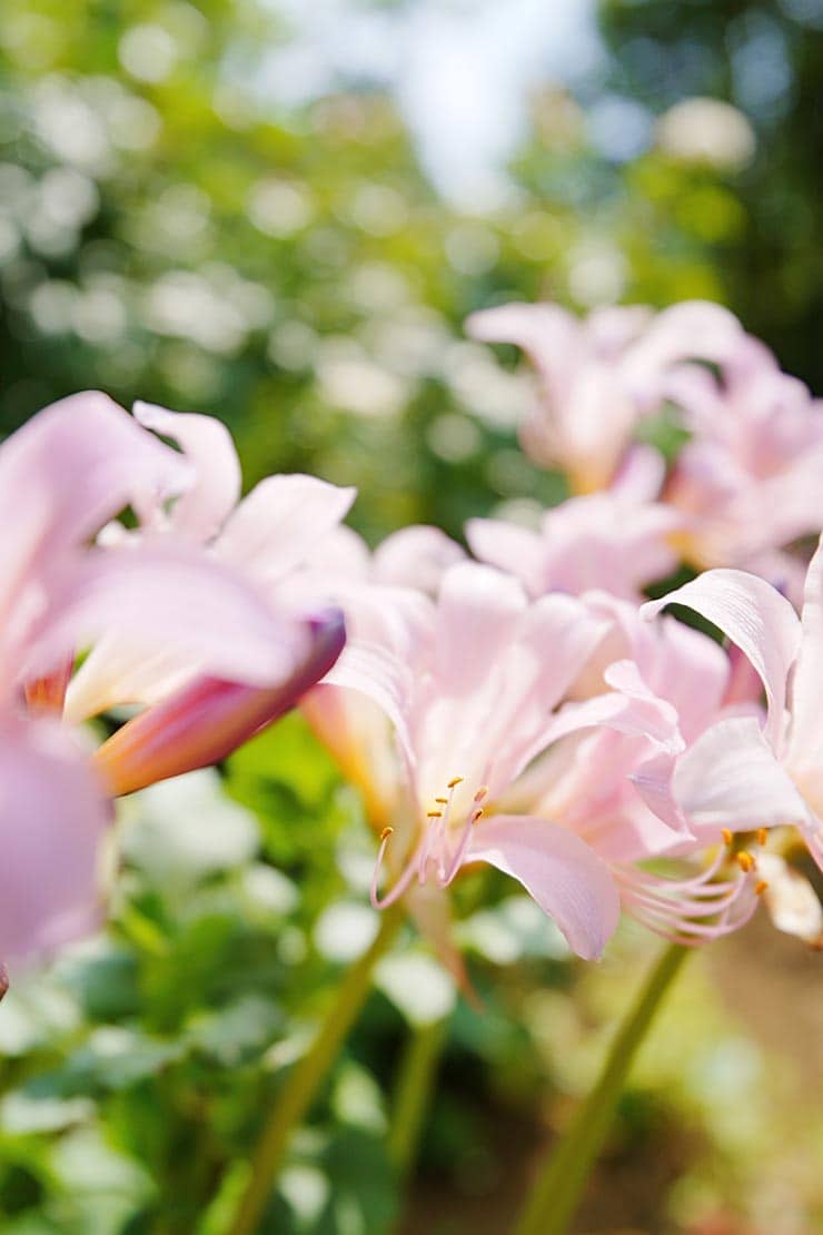 TAMRON 16-30mm F/2.8 Di III VXD G2作例：ピンク色のユリ