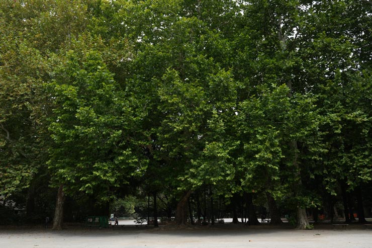 SONY α7C II作例：公園に茂る木々