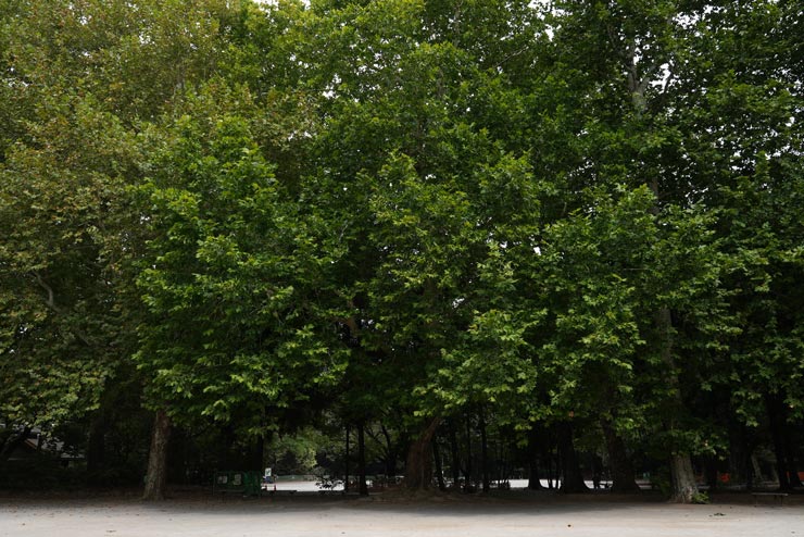 SONY FX3作例：公園に茂る木々