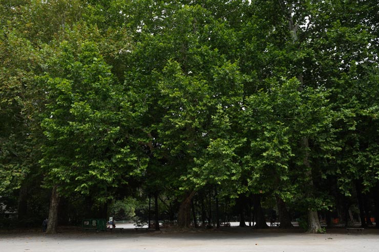 SONY FX2作例：公園に茂る木々