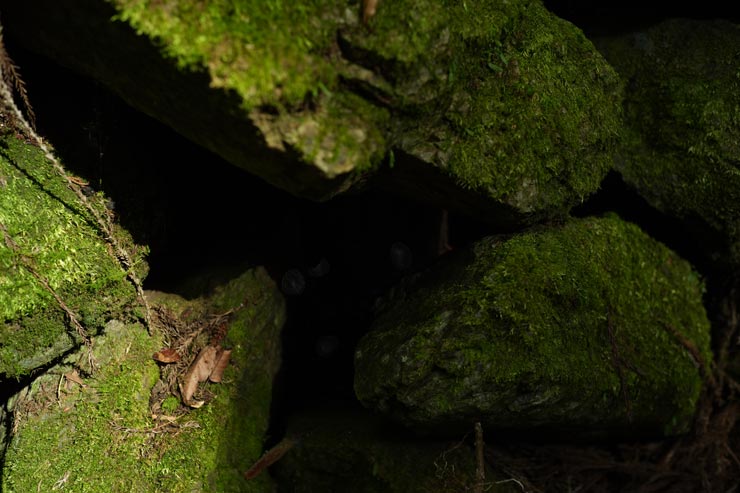 SONY FX2作例：苔の生えた石
