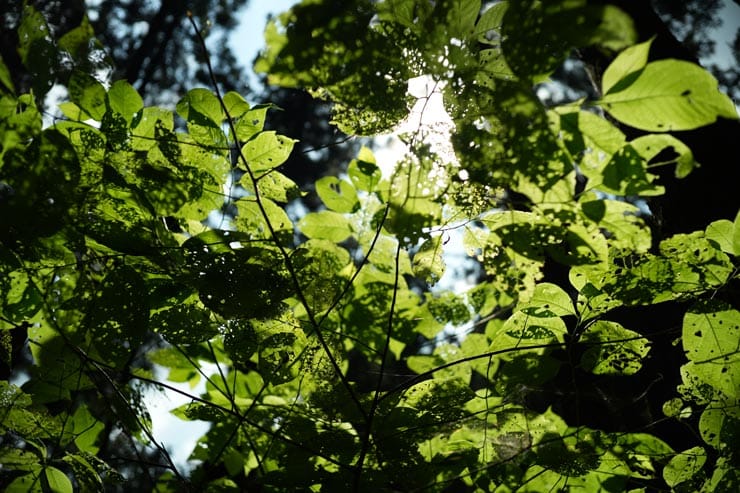 SONY FX2作例：太陽の光で輝く葉