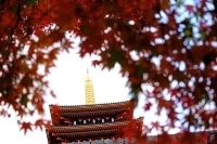 SIGMA 18-50mm F2.8 DC DN | Contemporary 富士フイルムX 実写レビュー イメージ