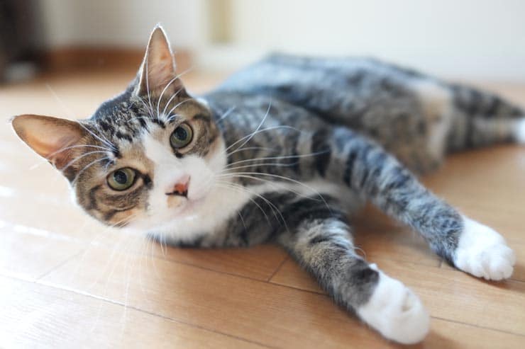 SONY Cyber-shot RX1R III 作例：床で寝そべる猫