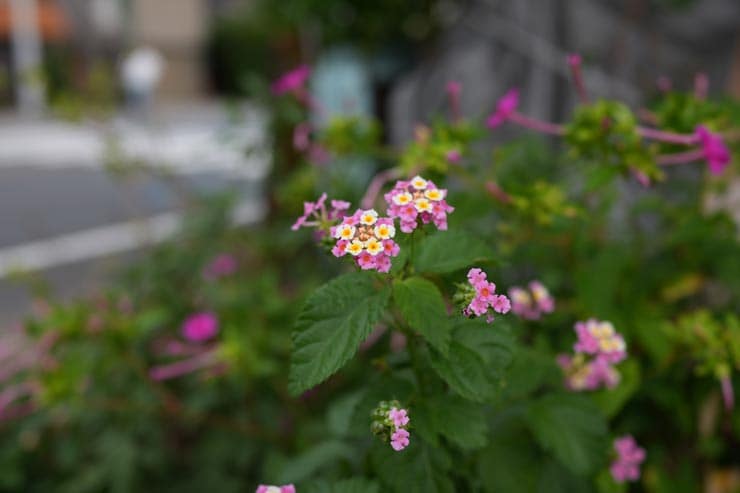 SONY Cyber-shot RX1R III 作例：花（ランタナ）