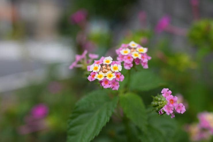 SONY Cyber-shot RX1R III 作例：マクロモードで撮影した花（ランタナ）